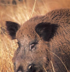 hog.jpg (26553 bytes)