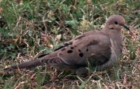 mourningdove.jpg (11635 bytes)